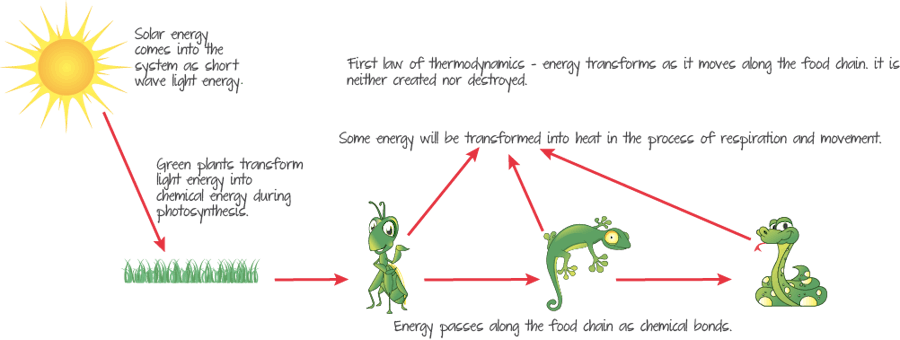 The food chain and the first law of thermodynamics.