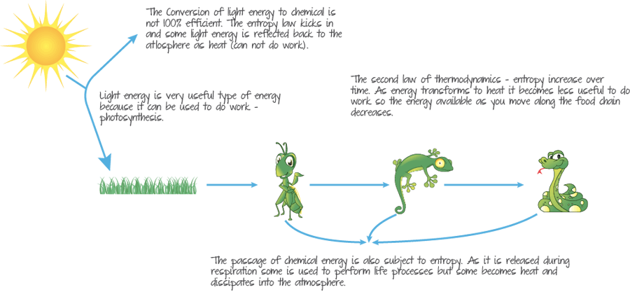 The food chain and the second law of thermodynamics.