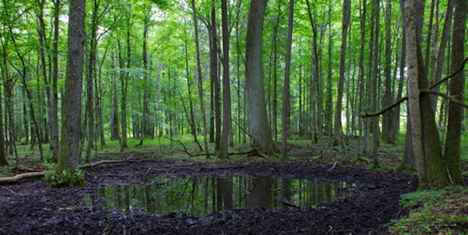 Pond ecosystem.