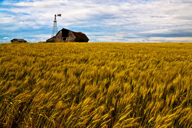 Wheat field of the Prairies.