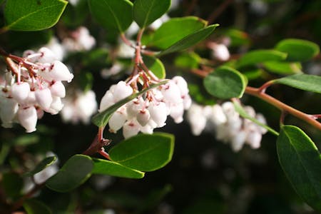 Arbustos de manzanita.