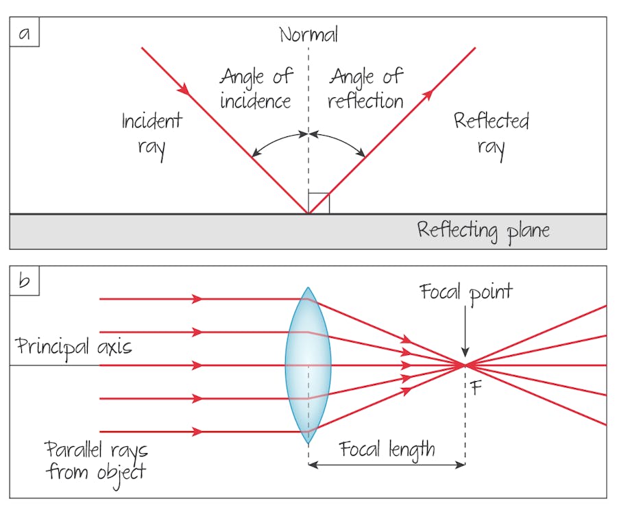 Ray diagrams for (a) reflection by a plane reflector (b) refraction by a lens (as in Figure 6).