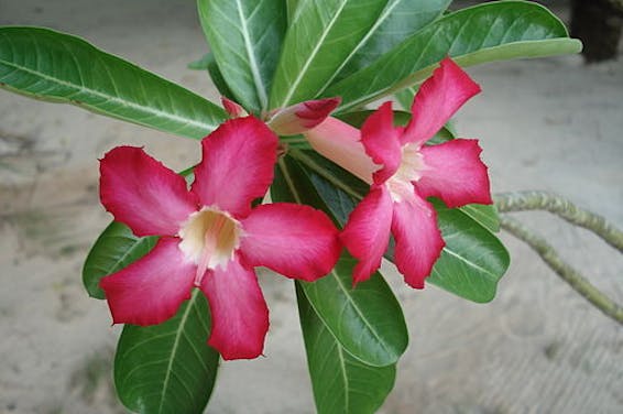 Desert Rose o Adenium obesum.