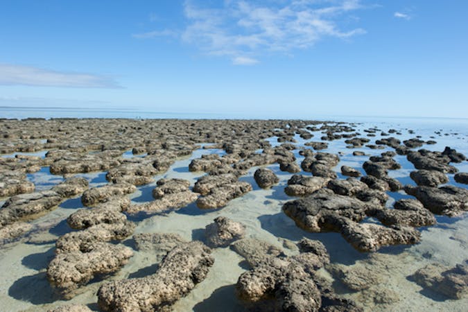 Mounds of bacteria called stromatolites covered in layers of cyanobacteria in Western Australia