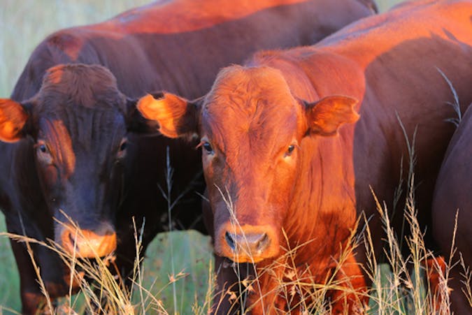 Cattle are a major source of methane gas.