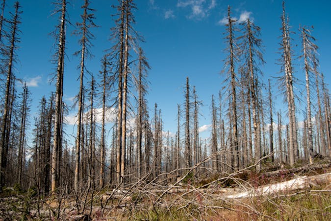 Effects of acid rain in Germany - such images are commonly used to illustrate the dramatic effects of pollution.