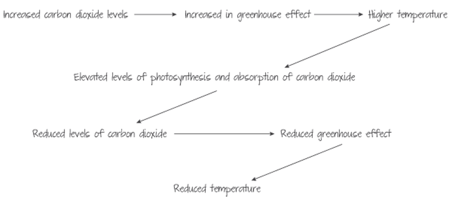 Negative feedback mechanism affecting climate change.