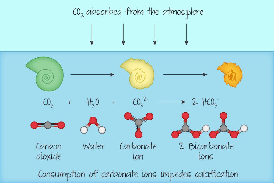 Ocean acidification reduces ability of marine organism to form calcium carbonate shells or skeletal features.