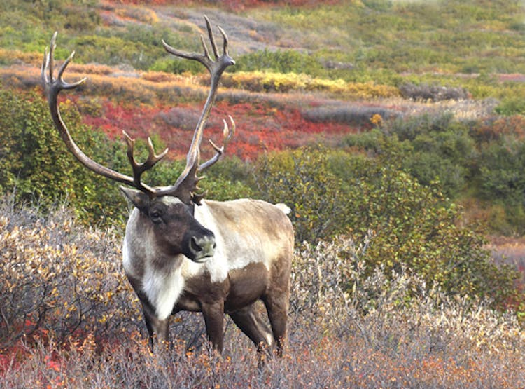 Caribou in tundra ecosystem within Alaska.