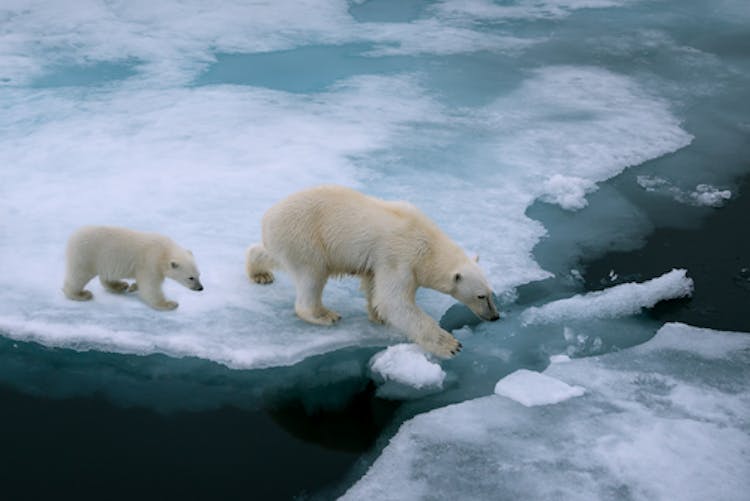 Sea ice under threat from climate change provide a habitat for polar bears.