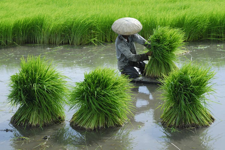 Rice cultivation in water logged conditions favours bacteria to produce methane.