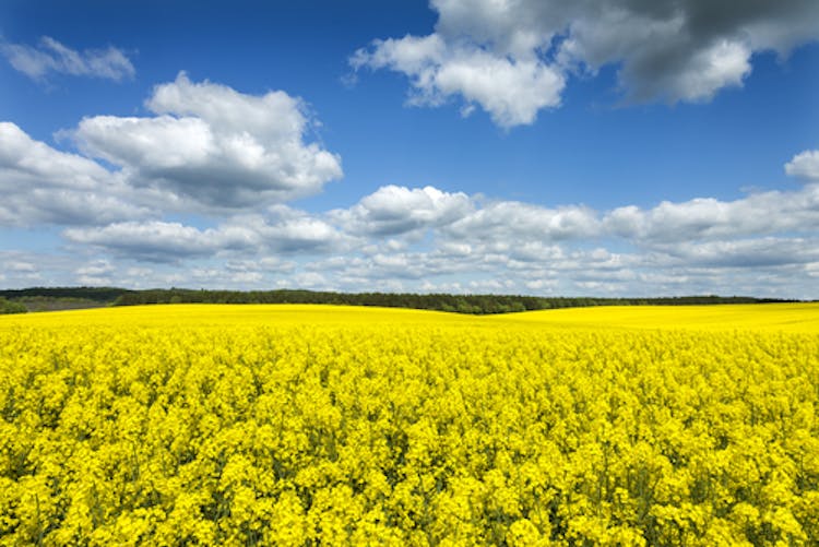 Rapeseed plants used to produce biofuels.