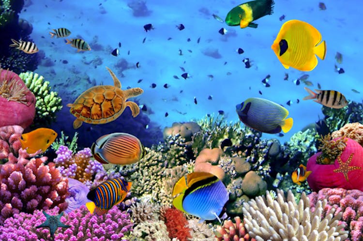 Coral reefs contain high levels of biodiversity are under high threat from impacts of climate change.