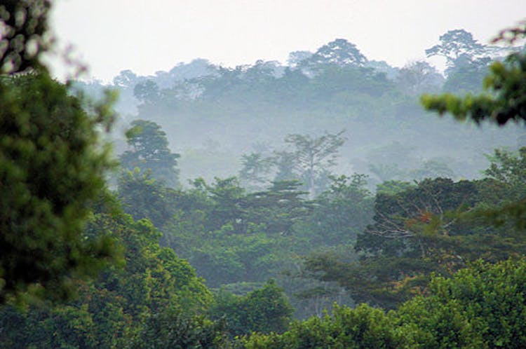 Bosques, región de Ashanti, sur de Ghana.