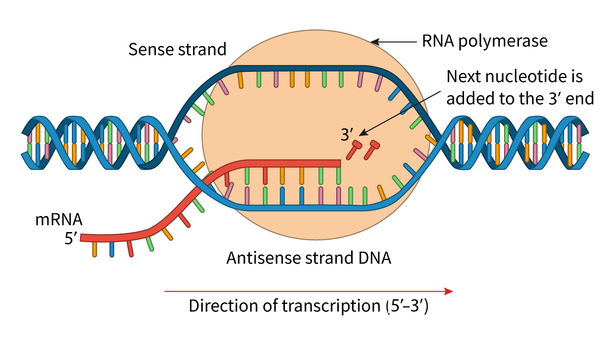 Figure 1 - DNA transcription