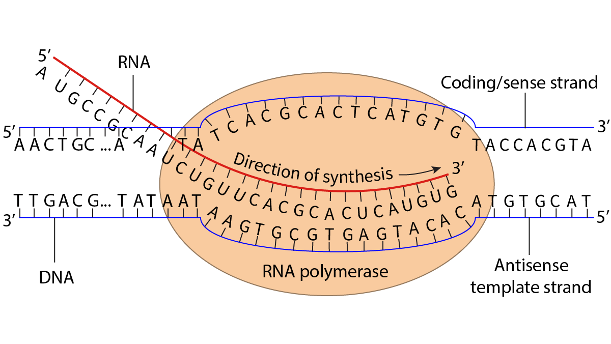 Figure 3 - Transcription and the relationship between base sequences